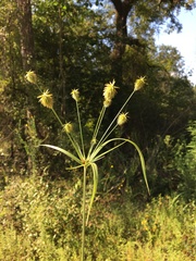 Cyperus plukenetii
