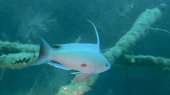 Japanese Anthias photo 2