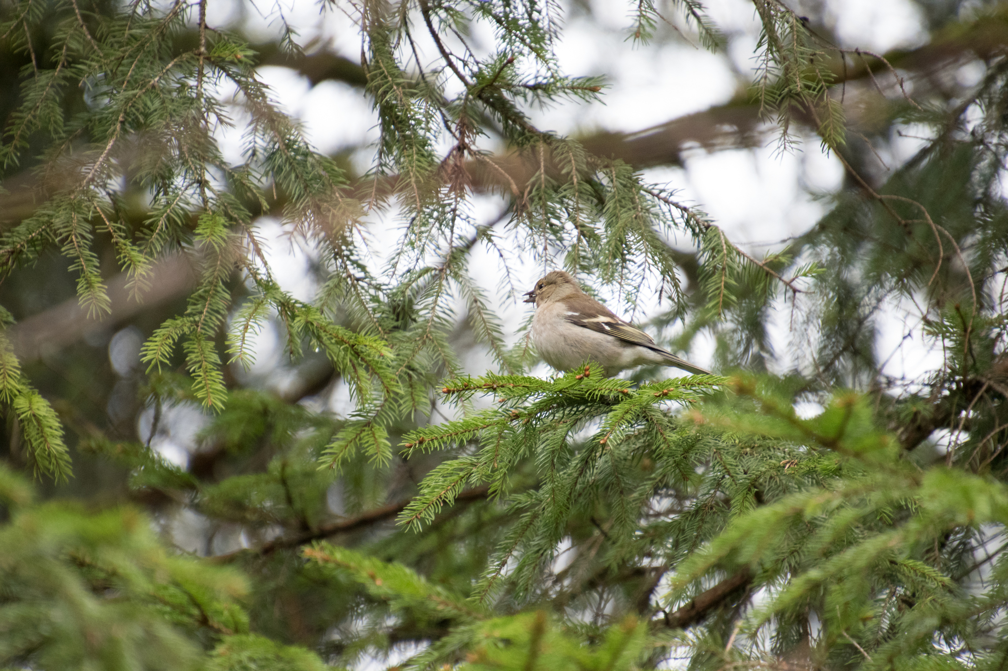 Eurasian Chaffinch
