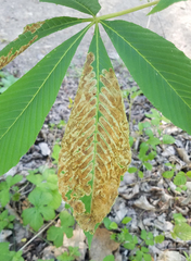 Phytomyza aesculi