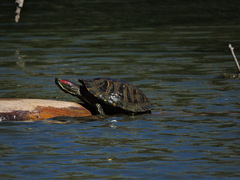 Trachemys scripta elegans