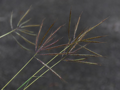 Dichanthium annulatum