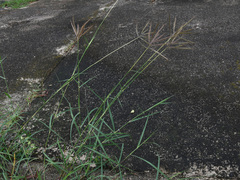 Dichanthium annulatum