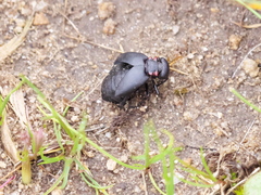 Physomeloe corallifer