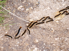 Malacosoma alpicolum