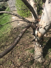 Magnoliopsida