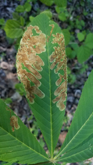 Phytomyza aesculi
