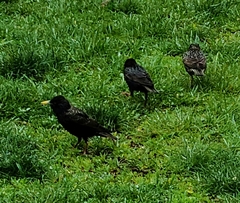 Sturnus vulgaris