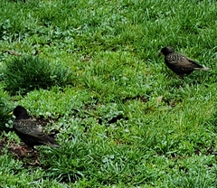 Sturnus vulgaris