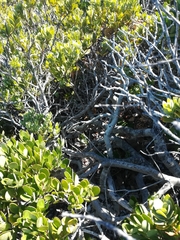 Pterocelastrus tricuspidatus