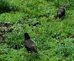 Sturnus vulgaris