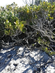 Pterocelastrus tricuspidatus