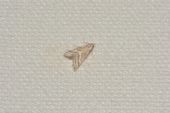 Leptosteges parthenialis