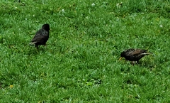 Sturnus vulgaris