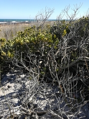 Pterocelastrus tricuspidatus