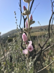 Malacothamnus hallii