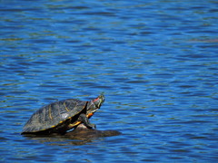 Trachemys scripta elegans