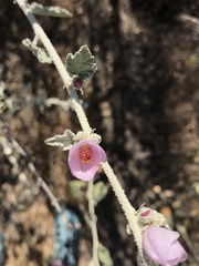 Malacothamnus hallii