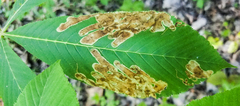 Phytomyza aesculi