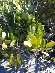 Pterocelastrus tricuspidatus