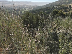 Malacothamnus hallii