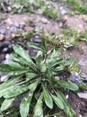 Capsella bursa-pastoris