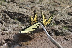 Papilio appalachiensis