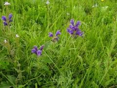 Dracocephalum austriacum