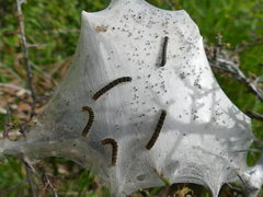 Eriogaster lanestris