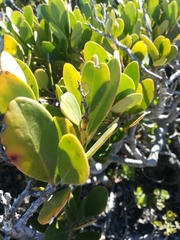 Pterocelastrus tricuspidatus