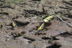 Papilio appalachiensis