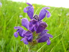 Dracocephalum austriacum