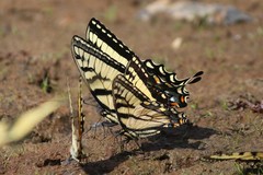 Papilio appalachiensis