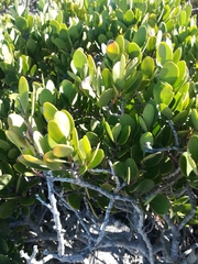 Pterocelastrus tricuspidatus