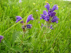 Dracocephalum austriacum