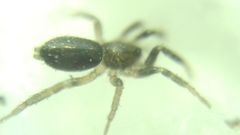Gnaphosidae
