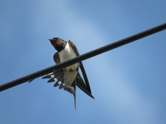 Hirundo rustica