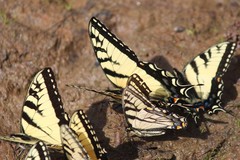 Papilio appalachiensis