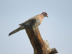 Streptopelia senegalensis