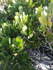 Pterocelastrus tricuspidatus