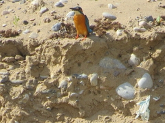 Alcedo atthis