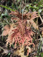 Selaginella moellendorffii
