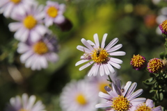 Felicia erigeroides