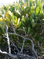 Pterocelastrus tricuspidatus