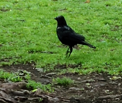 Corvus brachyrhynchos
