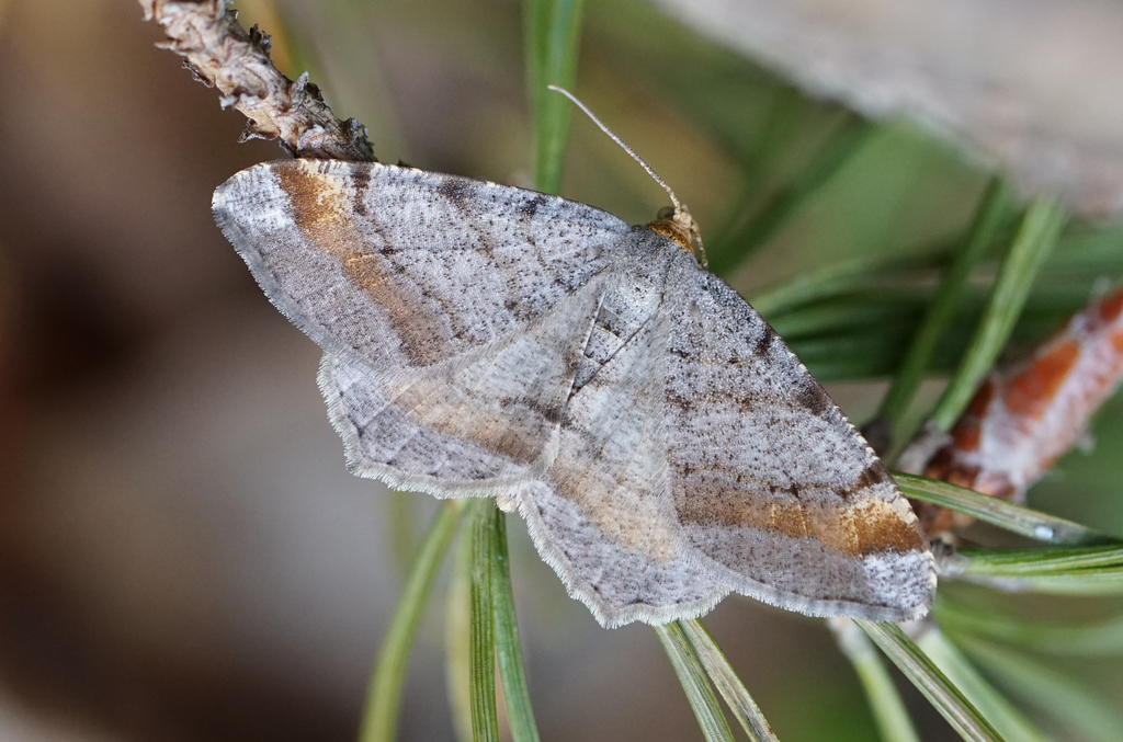 Tawny-barred Angle
