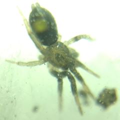 Gnaphosidae
