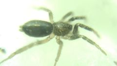 Gnaphosidae