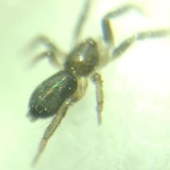 Gnaphosidae