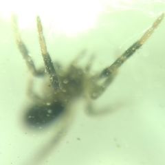 Gnaphosidae